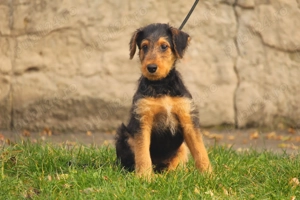 catei airedale terrier - imagine 4