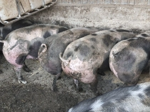 Porci de craciun - imagine 3