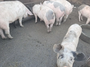 Porci de vanzare  - imagine 2