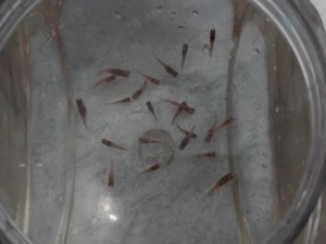 Vand pesti guppy   - imagine 2