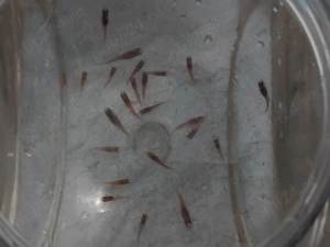 Vand pesti guppy   - imagine 3