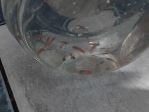 Vand pesti guppy   - imagine 4