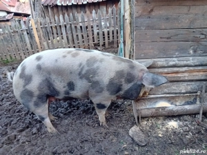 vind scrofa pt sacrificare