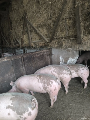 Purcei din rasa pietrean alb 