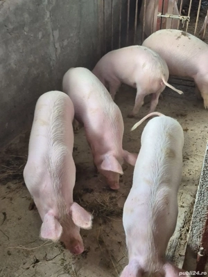 Disponibil soldani  - imagine 3