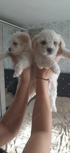 Căței Bishon maltez !!!
