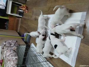 Jack russell terriers 