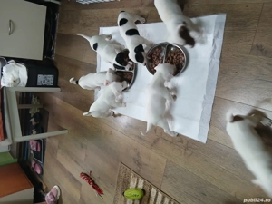 Jack russell terriers  - imagine 4