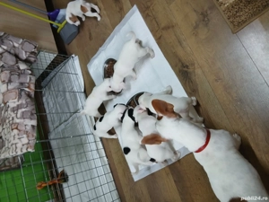 Jack russell terriers  - imagine 2
