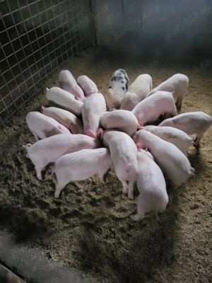 Vand purcei de 8-10saptamani  - imagine 2