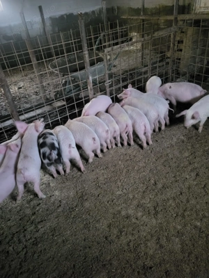 Vand purcei de 8-10saptamani  - imagine 3