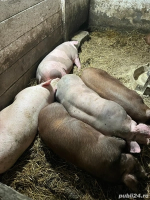 Porci de carne 11 lei kg Iernut jud Mures