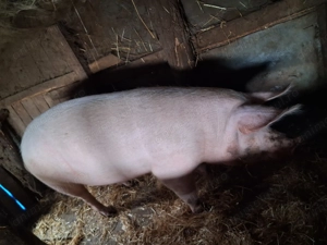 Vând porc purcea ,marele alb cu landrace