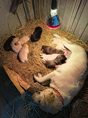 Labrador retriever disponibil 