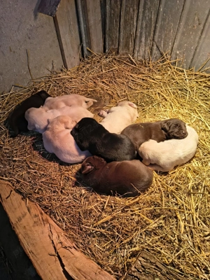 Disponibil labrador ritriver