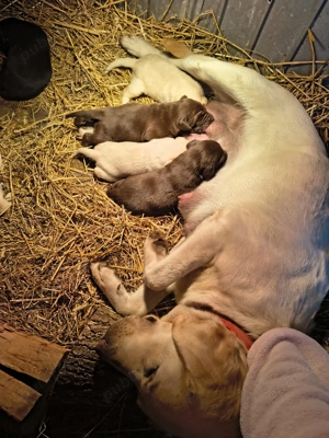 Disponibil labrador ritriver - imagine 3