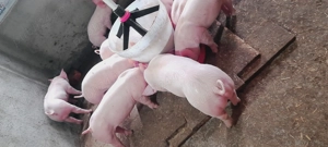 Purcei 6 saptamani     .