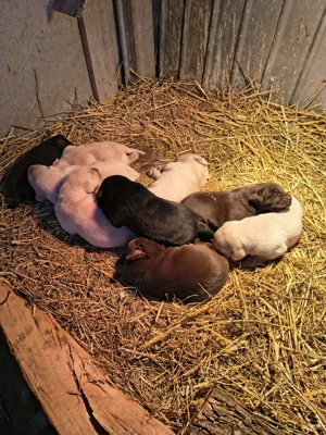 Disponibil labrador ritriver - imagine 4