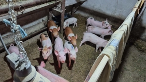 Vând purcei de 10 săptămâni, 600 RON perechea negociabil  - imagine 3