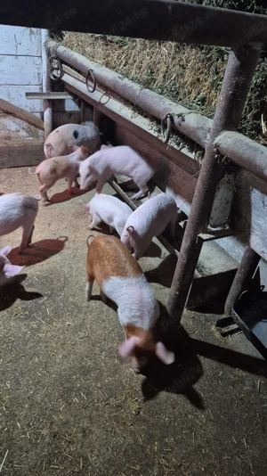 Vând purcei de 10 săptămâni, 600 RON perechea negociabil  - imagine 5