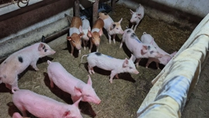 Vând purcei de 10 săptămâni, 600 RON perechea negociabil  - imagine 2