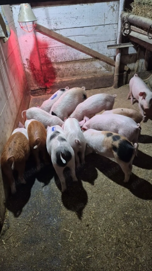 Vând purcei de 10 săptămâni, 600 RON perechea negociabil  - imagine 4