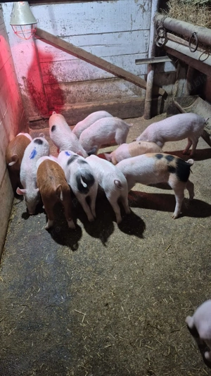 Vând purcei de 10 săptămâni, 600 RON perechea negociabil 