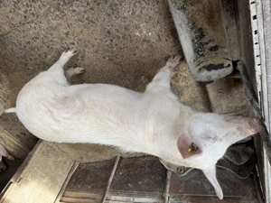 Porc de vanzare - imagine 2