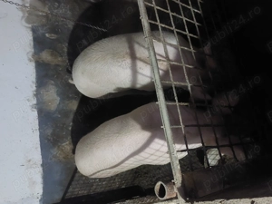 Vând porci rasă de carne  - imagine 2