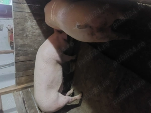 Vând porci rasă de carne  - imagine 4