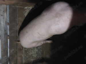 Vând porci rasă de carne  - imagine 3