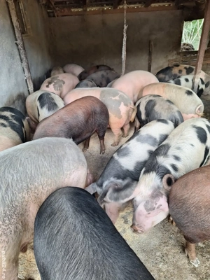porci de vanzare - imagine 2
