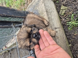 Vand catel pechinez  - imagine 2