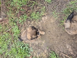 Vand catel pechinez  - imagine 3