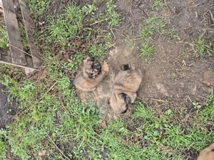 Vand catel pechinez  - imagine 4