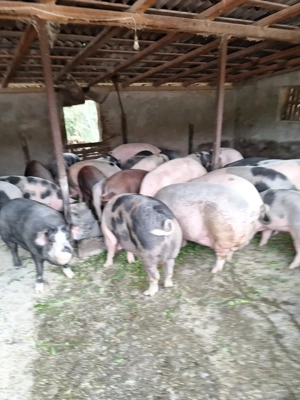 porci de vanzare 