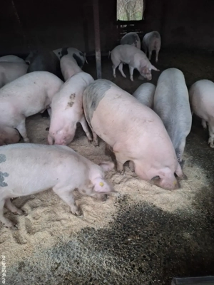 porci de vanzare  - imagine 4