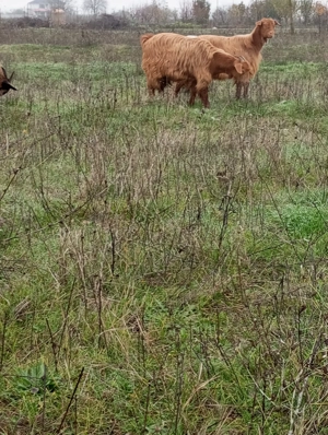 Vând iede foarte frumoase 