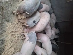 porci de vanzare  - imagine 2