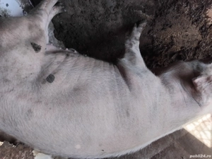 Porc de vânzare  - imagine 4