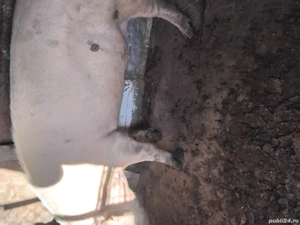 Porc de vânzare 