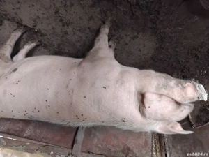 Porc de vânzare  - imagine 3