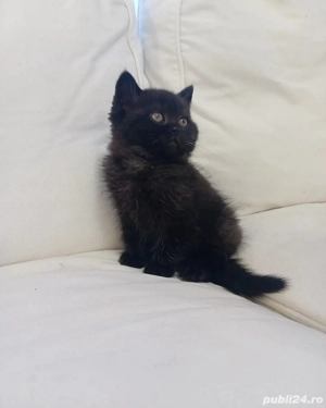 British shorthair Bleack 