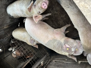 Porci de vanzare - imagine 2