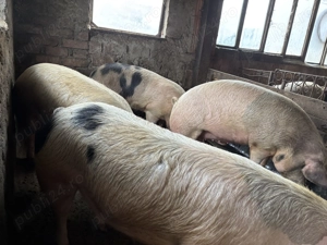 Porci de vanzare - imagine 3