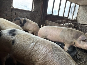 Porci de vanzare - imagine 4