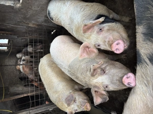 Porci de vanzare - imagine 5