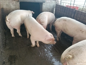 porci de vânzare  - imagine 3