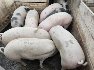 De vânzare porci 80kg100 - imagine 3