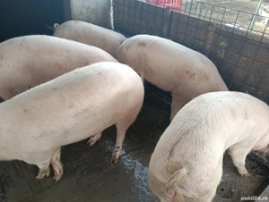 porci de vânzare  - imagine 4
